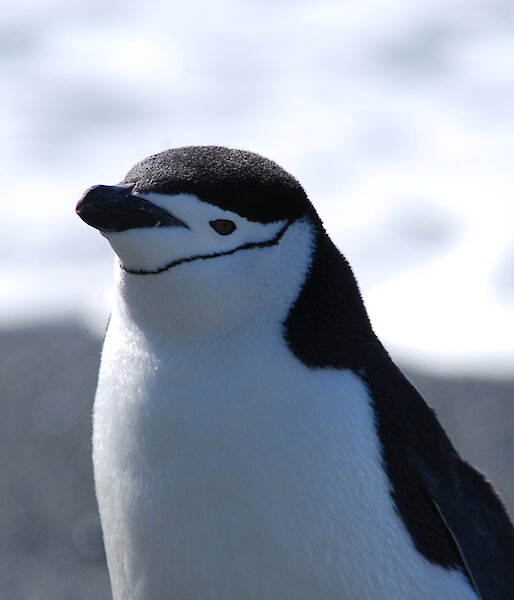 Close up of chinstrap penguin, showing its top half.