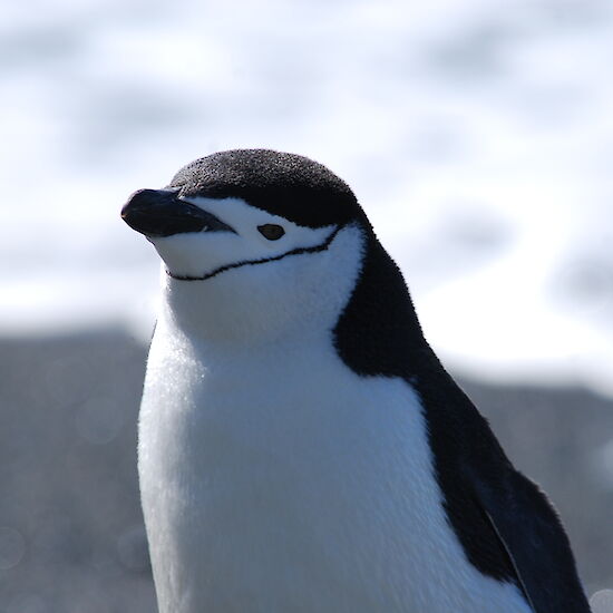 Penguins photo gallery — Australian Antarctic Program