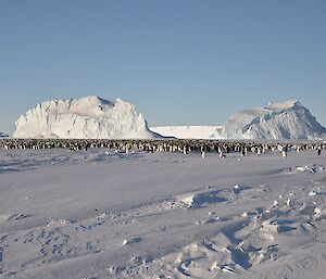 The Auster emperor penguin colony with large icebergs in the background.