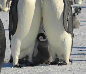 Auster emperor penguins stand facing each other with a small, fluffy chick in between them looking up.