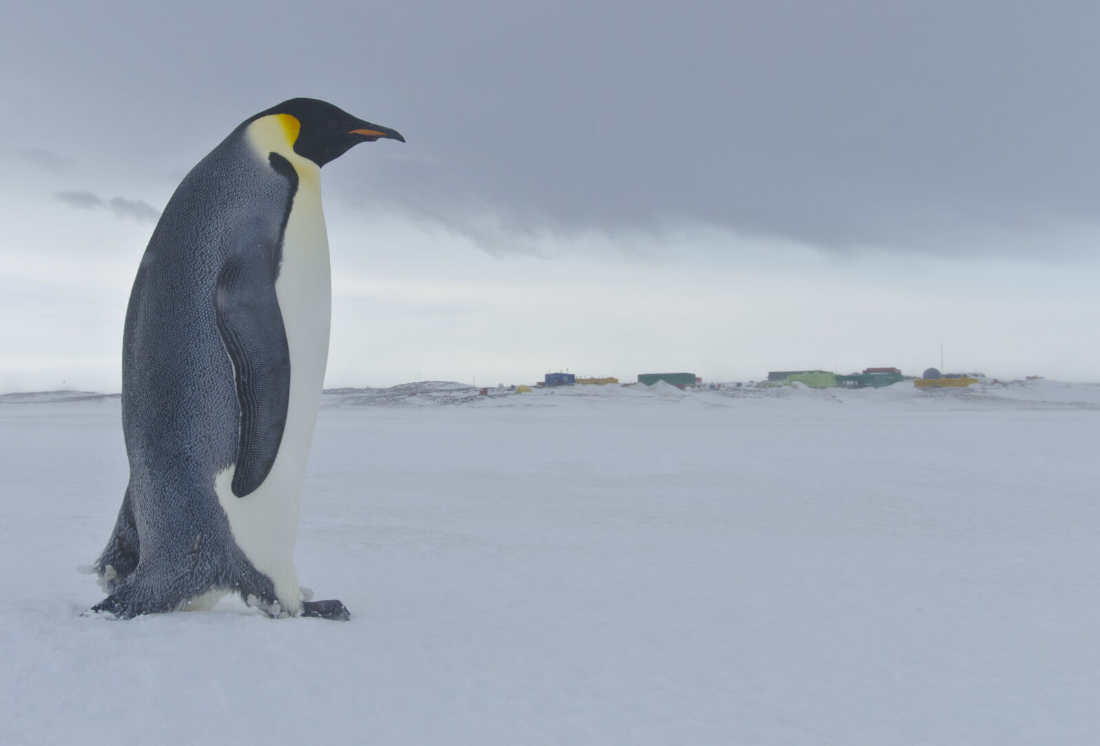 Emperor penguin – Australian Antarctic Program Emperor penguin – Australian Antarctic Program