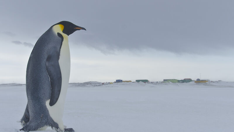 Close up of an emperor penguin with Davis station in the distant background.