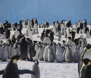 Emperor penguins and chicks.