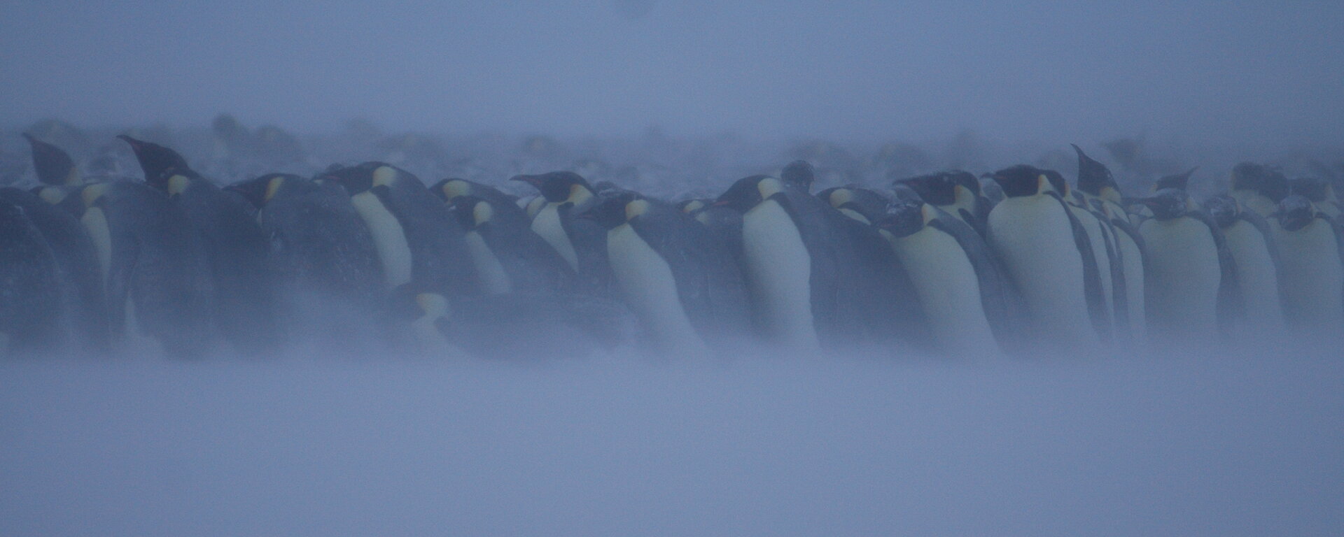 Emperor penguins in a huddle during a blizzard.