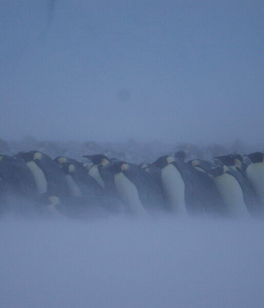 Emperor penguins in a huddle during a blizzard.