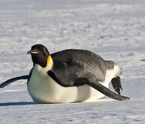 Emperor penguin tobogganing across the ice on its stomach.