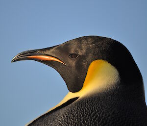 Profile of a magnificent emperor penguin with jet black feathers and eyes, and a blaze of yellow under the chin.