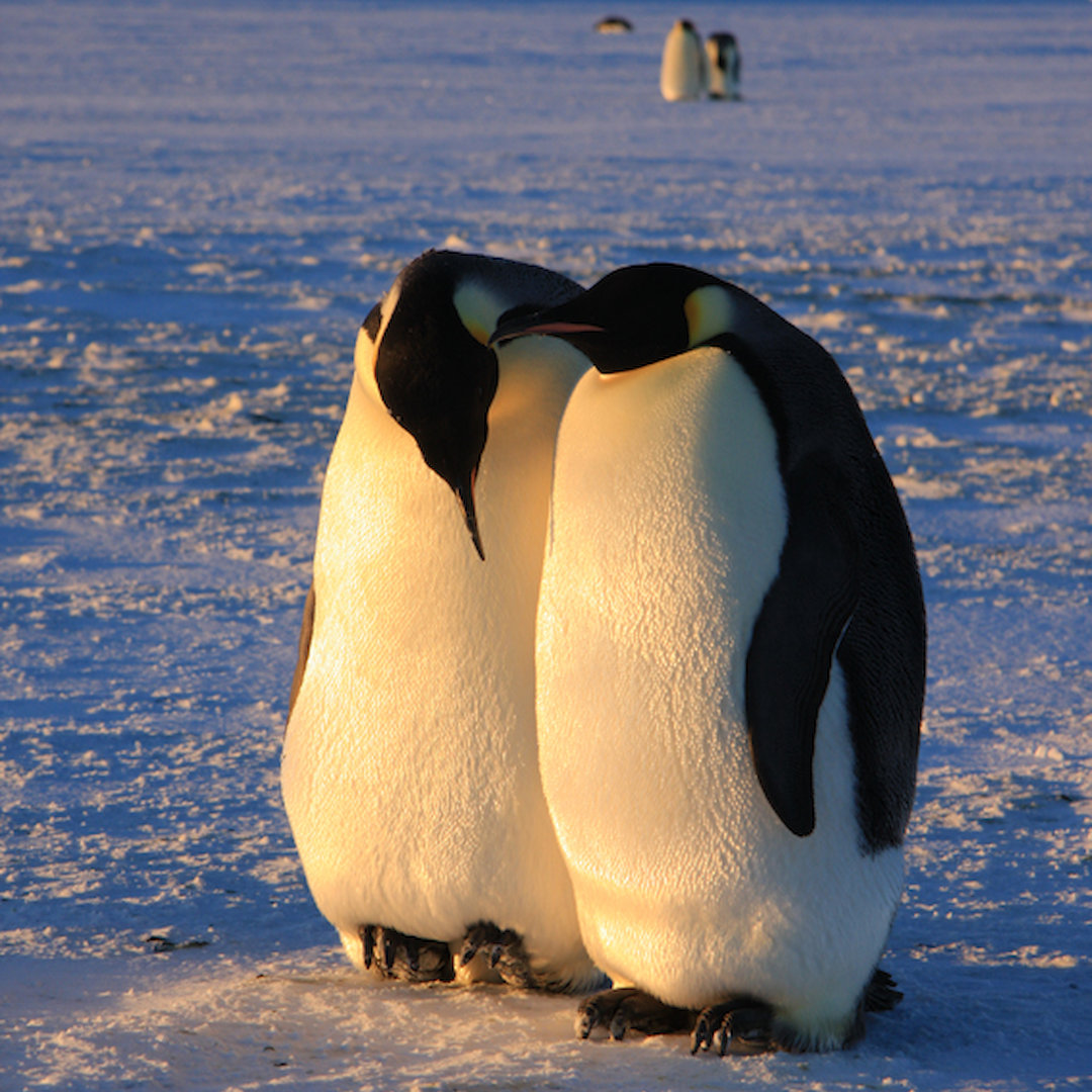 Emperor penguin breeding cycle — Australian Antarctic Program