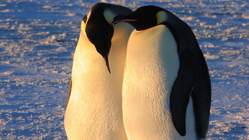 Emperor penguin mating pair.