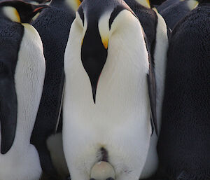 Male Emperor penguin at Auster Rookery looking closely at its egg.