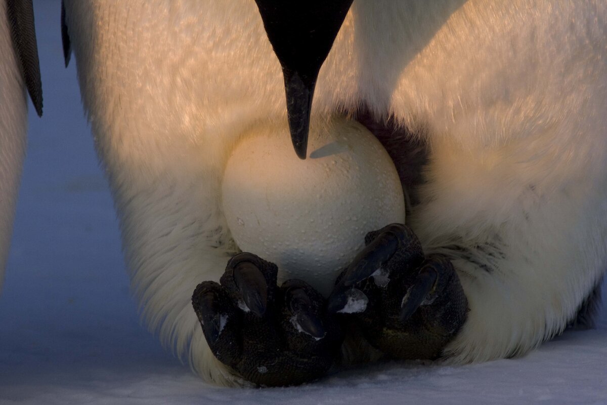 Emperor Penguin Breeding Cycle Australian Antarctic Program 