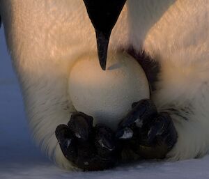 Emperor penguin at Auster Rookery with egg on feet.