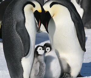Emperor penguin chicks with parents.