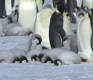 Emperor penguin chicks lying on the ground.