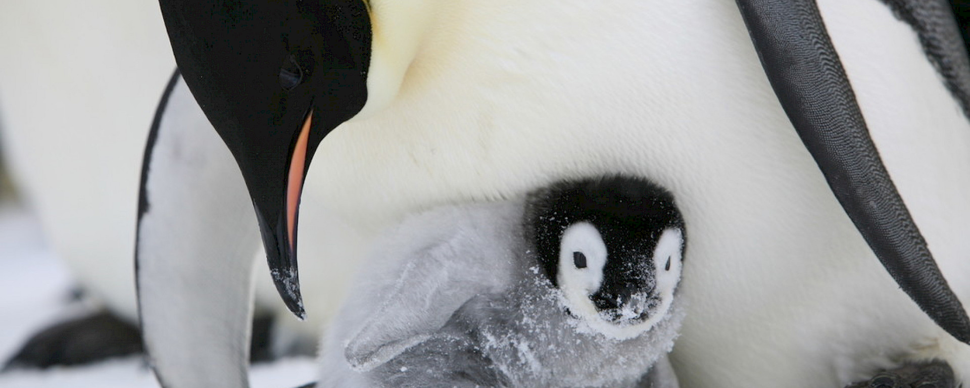 Emperor penguin chick peeking out from under its parent’s brood flap.