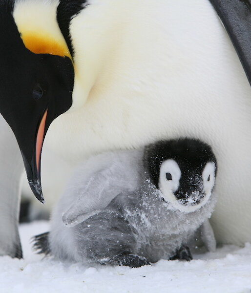 Emperor penguin chick peeking out from under its parent’s brood flap.