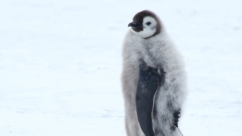 A fledgling emperor penguin with a satellite tracker attached.