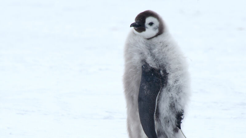 A fledgling emperor penguin with a satellite tracker attached.