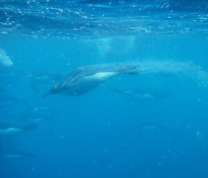 Emperor penguins swimming submersed underwater at Macquarie Island.