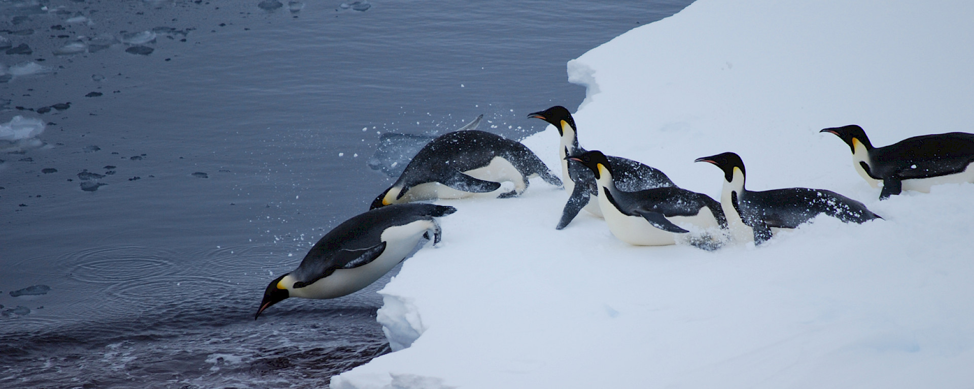 A line of penguins slide on their bellies with the head of the line slipping off a ice into the water.