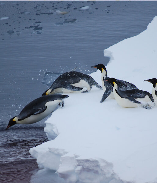 A line of penguins slide on their bellies with the head of the line slipping off a ice into the water.