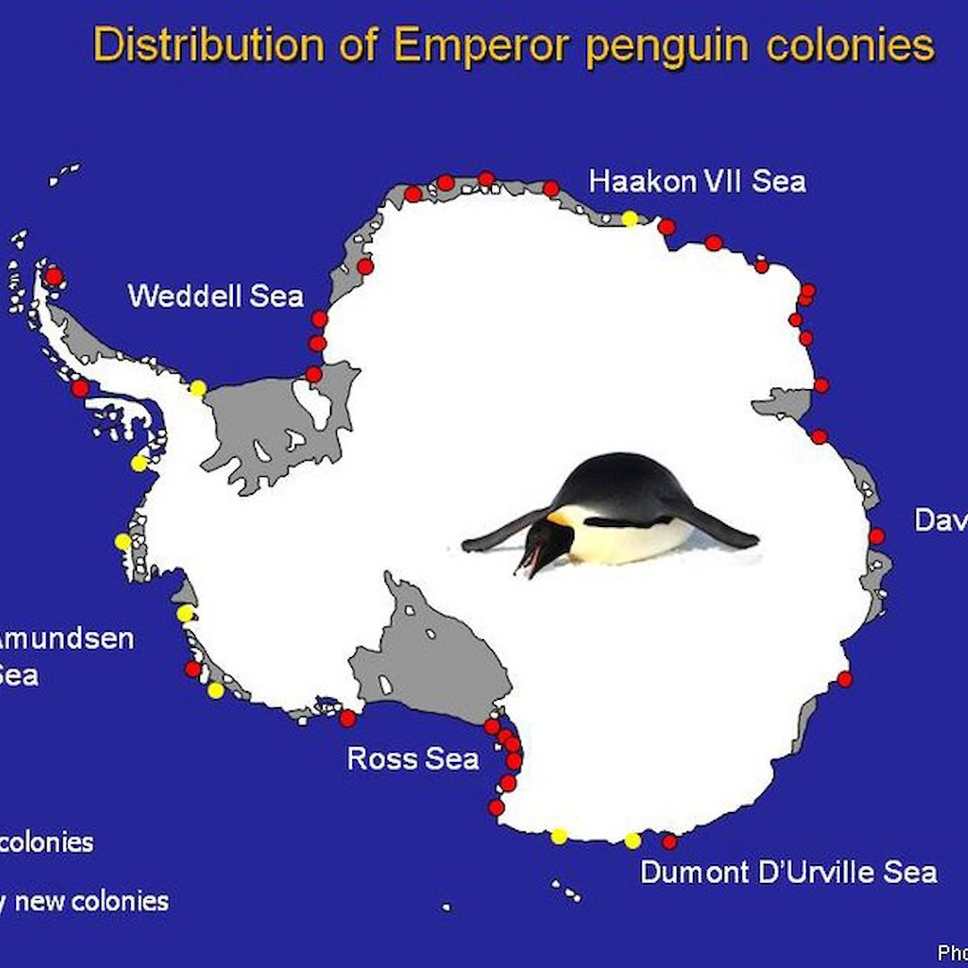 Где живут пингвины материк. Императорский Пингвин ареал. Где живут пингвины на карте. Где живёт Пингвин?. Карта обитания пингвинов.
