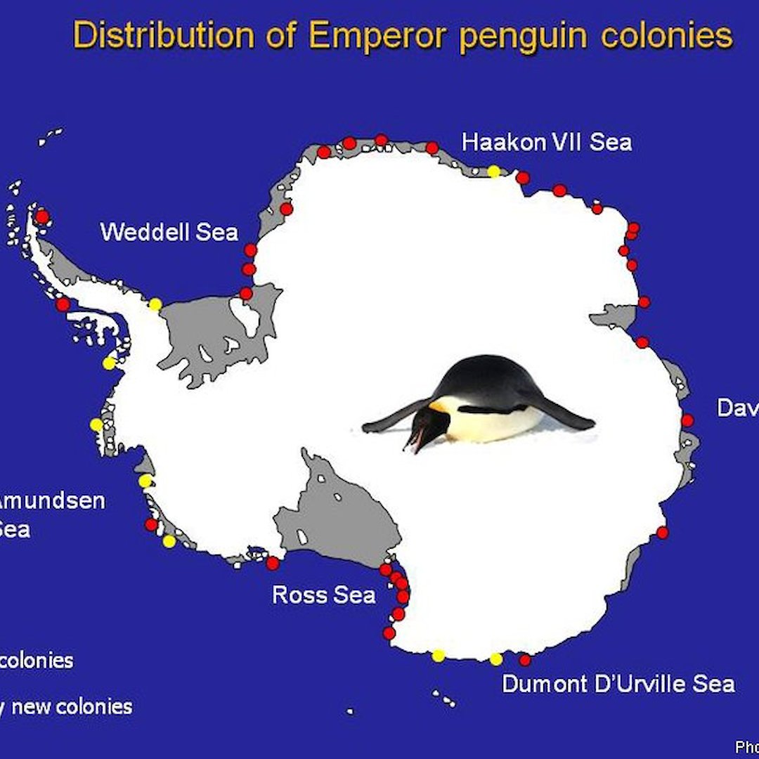 Где живут пингвины на каком материке