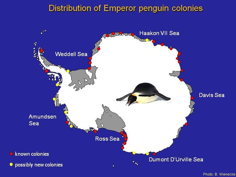 Finding emperor penguin colonies Australian Antarctic Program