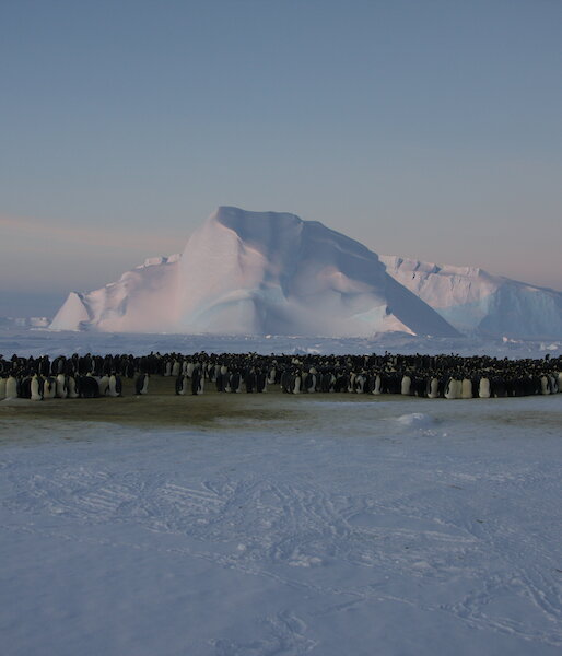 Male emperor penguins in a huddle at Auster Rookery.