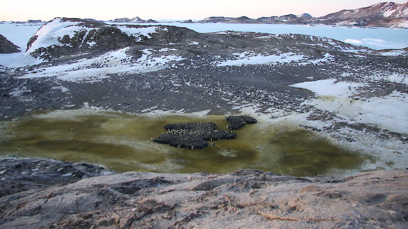 View from above of emperor penguin colony