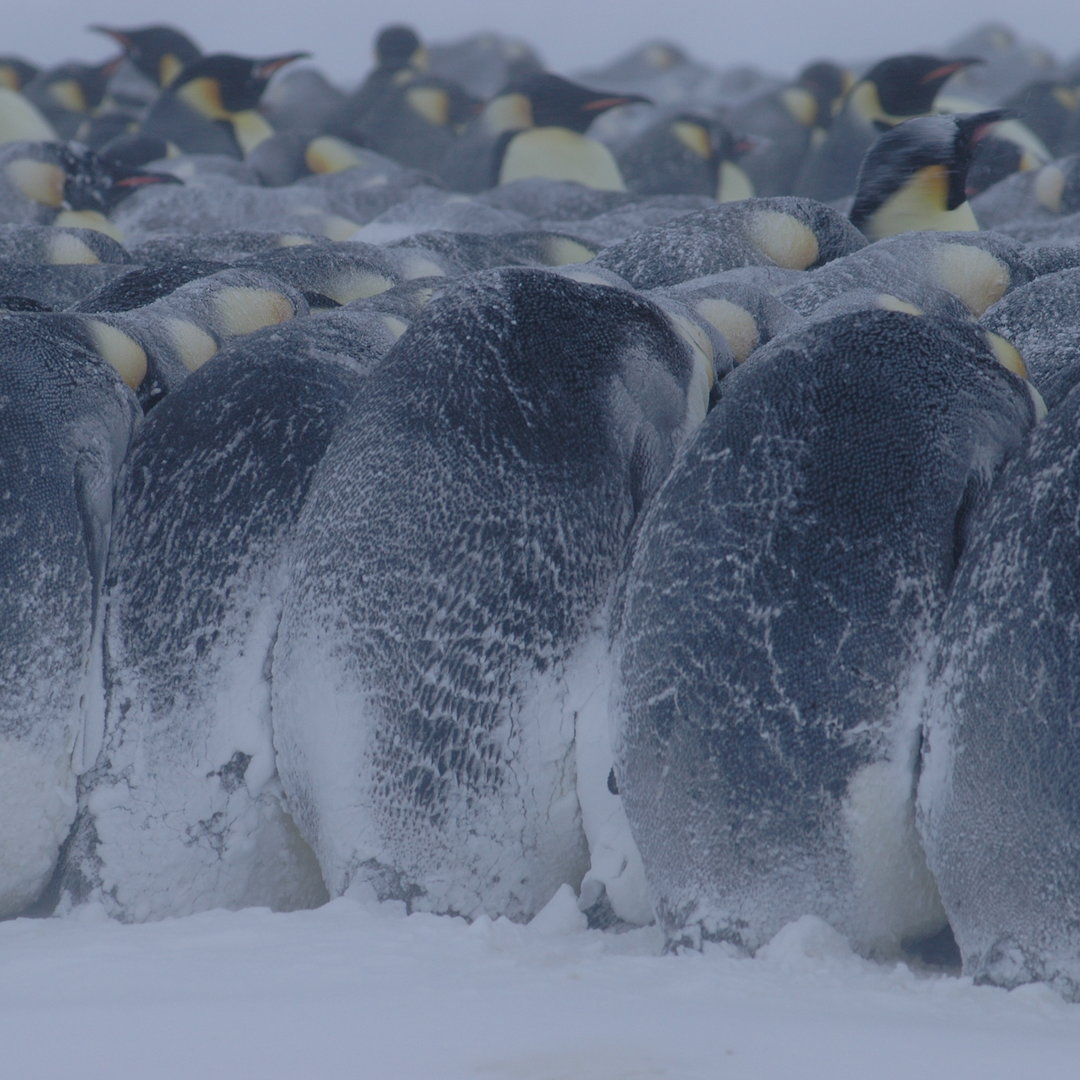 emperor-penguin-breeding-cycle-australian-antarctic-division