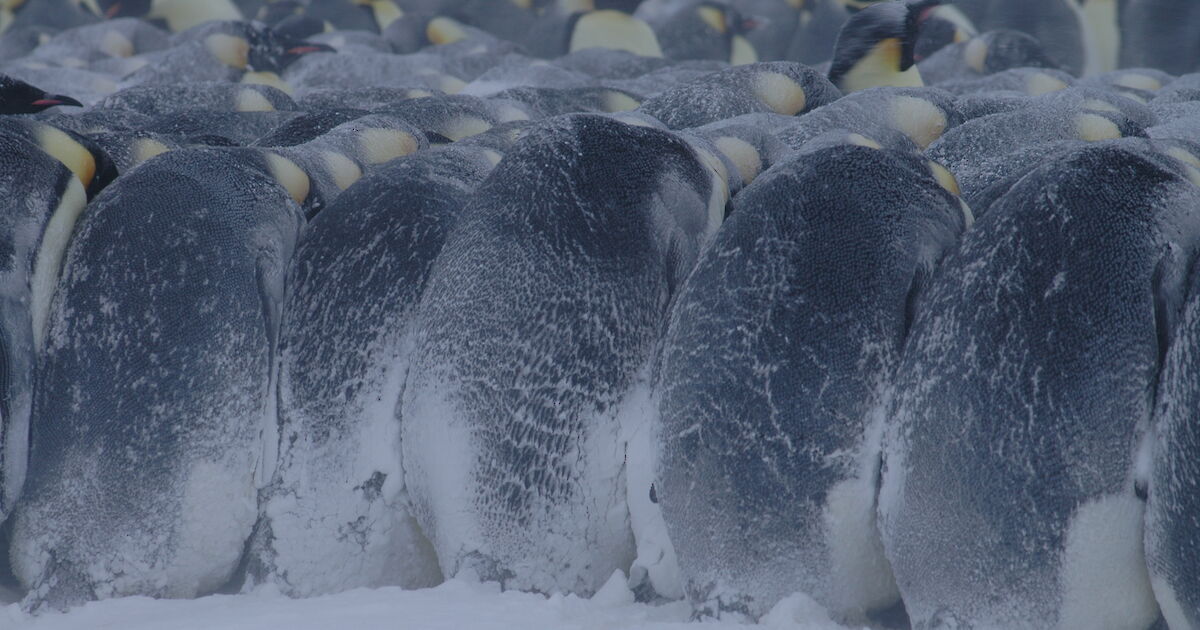 Adapting to a changing environment – Australian Antarctic Program