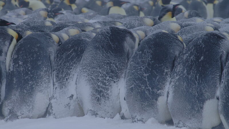 Emperor penguin huddle in blizzard, Auster Rookery.