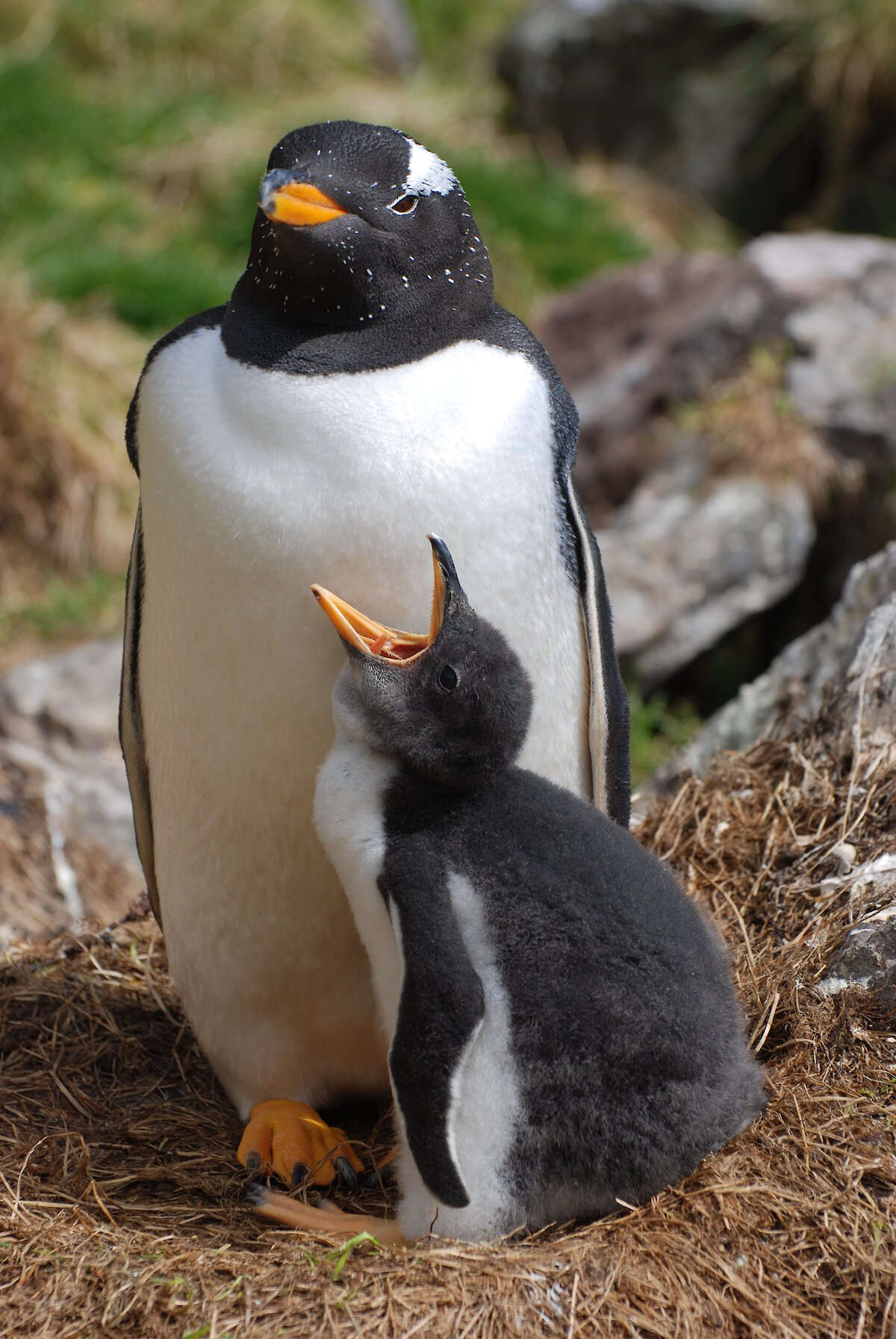 emperor penguin food chain