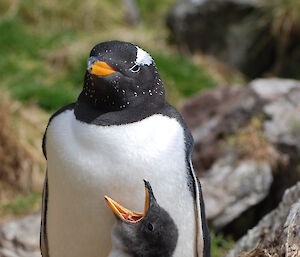 Gentoo penguin and chick