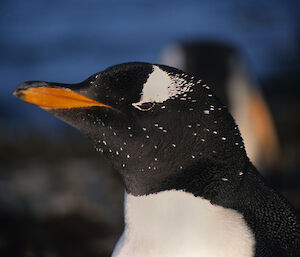 Gentoo penguin close up of head