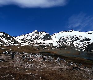 Snow capped mountains of South Georgia with gentoo penguin colony in foreground