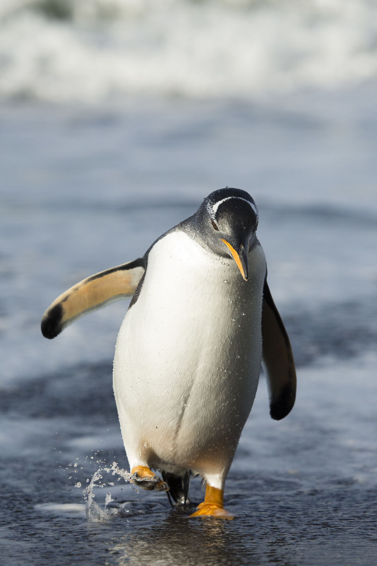 Gentoo penguins — Australian Antarctic Program