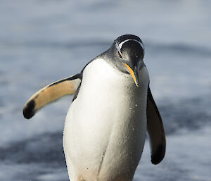 Close view of gentoo penguin walking on wet beach