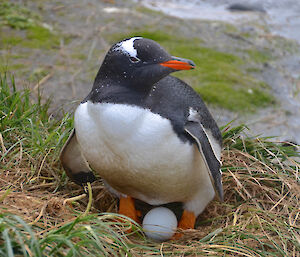 Gentoo penguin and egg