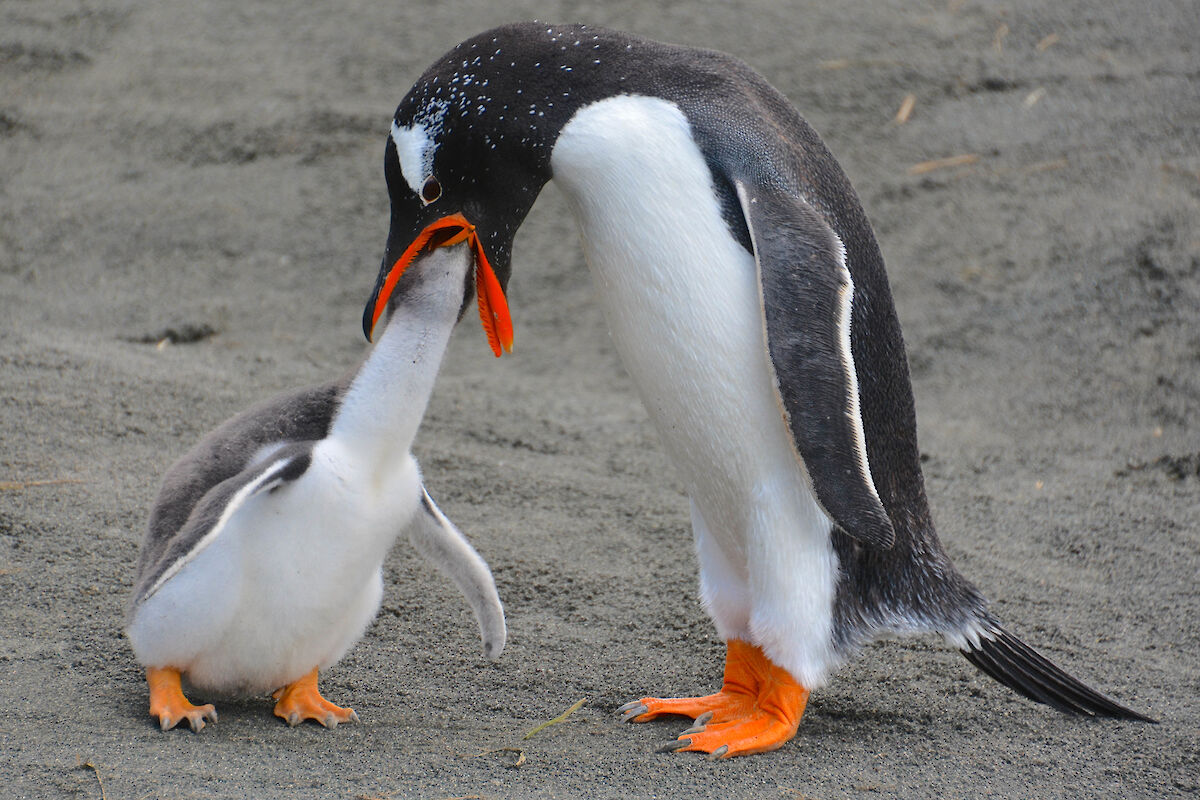 Gentoo Penguin Habitat