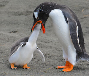 Gentoo penguin feeding chick