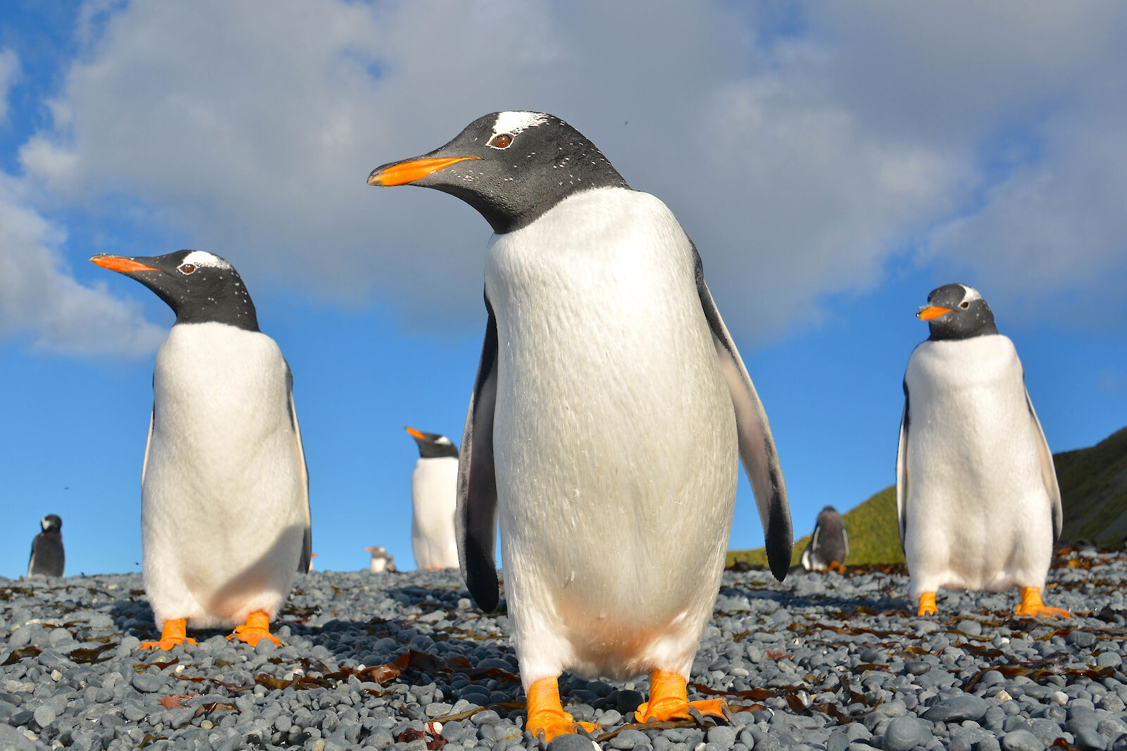 Gentoo penguin – Australian Antarctic Program