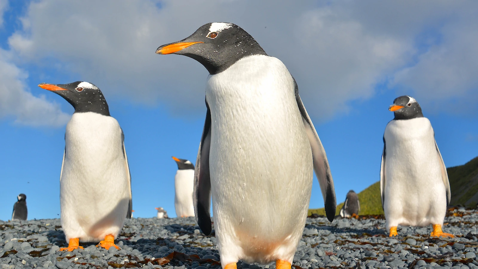 New scientific evidence suggests ‘penguins might be aliens’ based on their poop