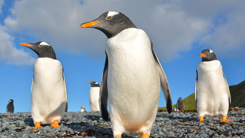 Low ground view of three Gentoo penguins