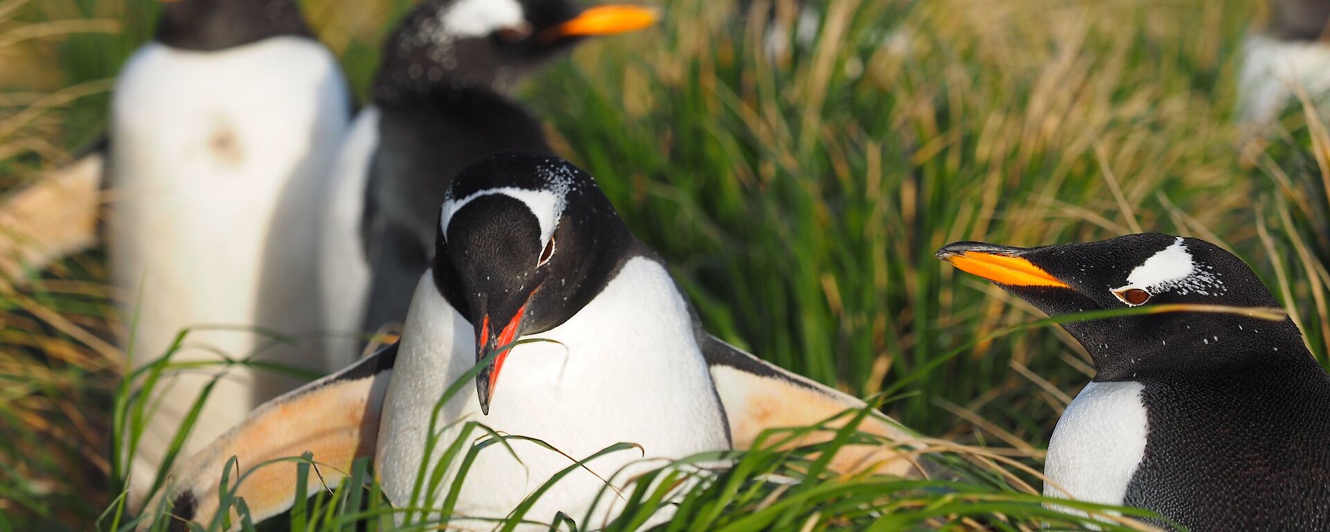 Gentoo penguins among the tussock grass