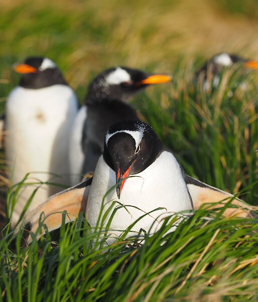 Gentoo penguins among the tussock grass