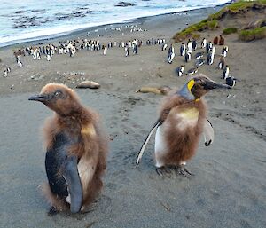 A couple of king penguin chicks that have nearly lost all their brown downy feathers. The adult coloured plumage shows through. In the background is several dozen king penguins in the sandy gully and on the beach