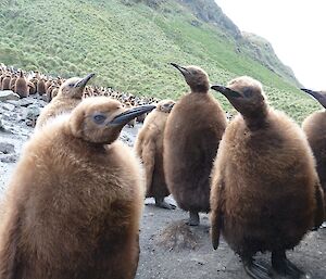 King penguin chicks looking into the camera.