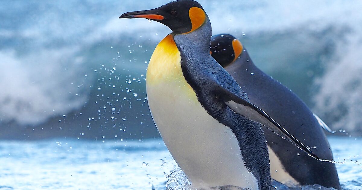 Penguins in Antarctica